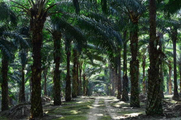 istock oil palm trees in plantation (elaeis guineensis) 670064908
