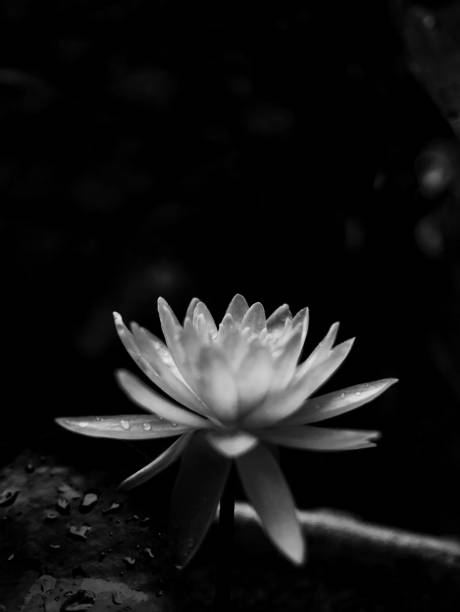 black and white shot of lotus flower black and white shot of lotus flower lotus water lily photos stock pictures, royalty-free photos & images