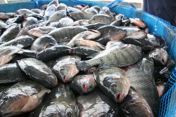 Cairu, Brazil - November 20, 2007: Archive image of fish, bred in captivity in the city of Cairu (BA). (ISTOCK / Joa Souza)."n
