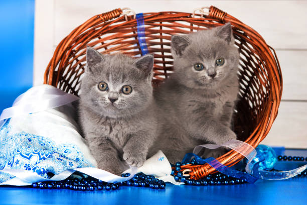 Two British blue kittens, Scottish straight.