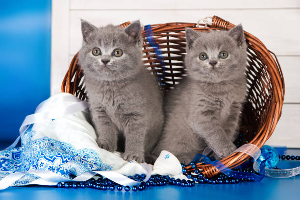 istock Two British blue kittens, Scottish straight. 670069818