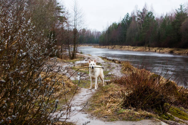 White Swiss shepherd dog White Swiss shepherd dog white swiss shepherd stock pictures, royalty-free photos & images