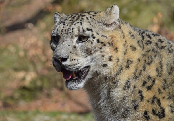 istock Close up portrait of snow leopard 670073140