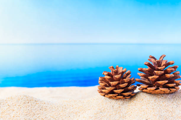 Pine cones over white sand beach with blue sea and sky view on clear day for summer holidays background