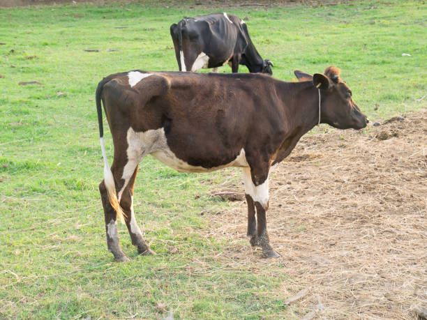 istock Herd of cows in cowshed on dairy farm. 670075688