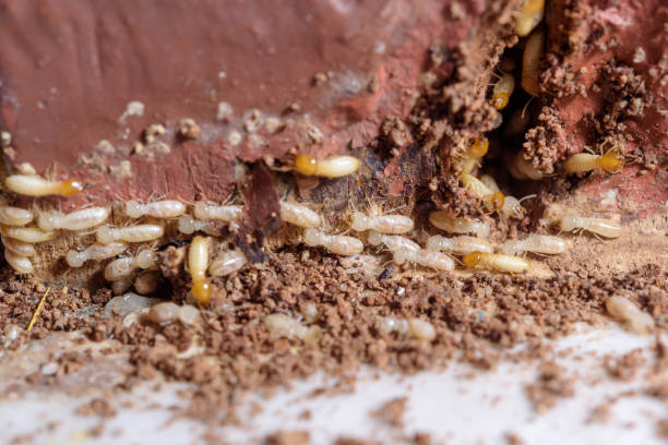 nahaufnahme termites oder weiß ameisen - termite soil stock-fotos und bilder