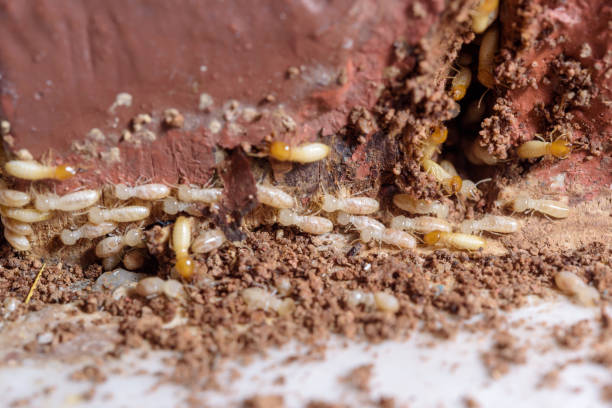 Close up termites or white ants Close up termites or white ants termite photos stock pictures, royalty-free photos & images