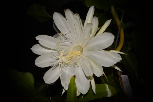 istock Beautiful lady-in-the-night flower 670077062