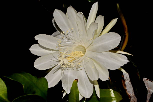 istock Beautiful lady-in-the-night flower 670077066