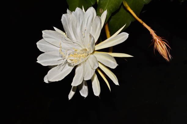 istock Beautiful lady-in-the-night flower 670077154