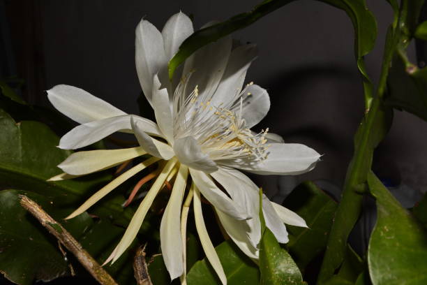 istock Beautiful lady-in-the-night flower 670077168