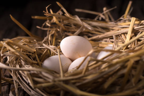 istock Chicken eggs in the straw in the morning light 670083036