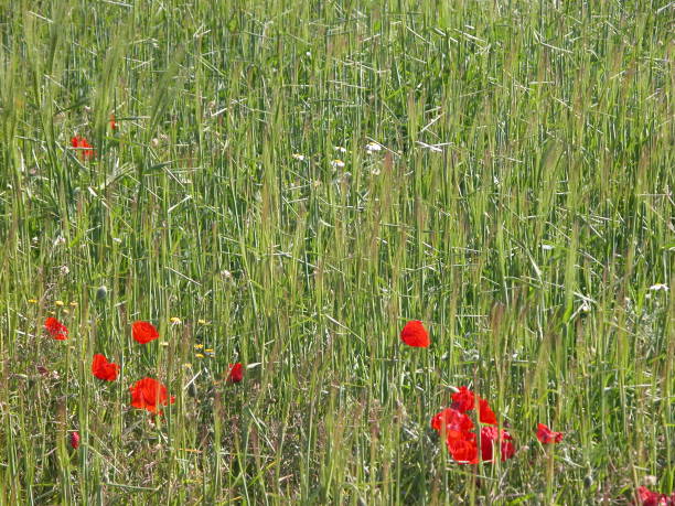 istock Red poppy in Spain 670083102