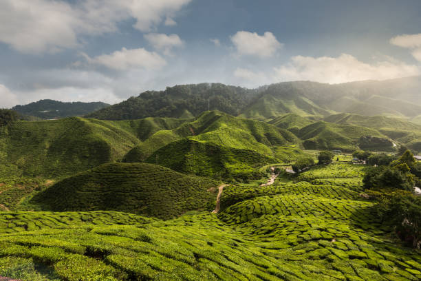 istock Cameron highland tea plantation 670083676