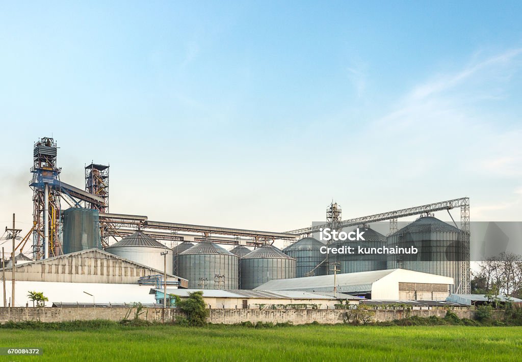 silo in food industry behind rice field silo in food industry, argiculture, behind rice field with clear sky Rice - Food Staple Stock Photo