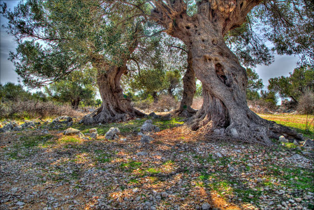 Olive gardens of Lun with thousands years old olive trees.