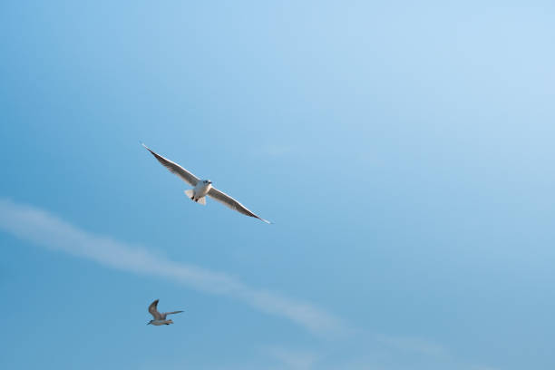 oiseau glissant sur le ciel clair - action alertness animal bird photos et images de collection