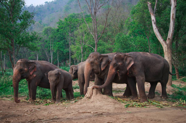 istock Asia elephants in Chiangmai,Thailand 670105486