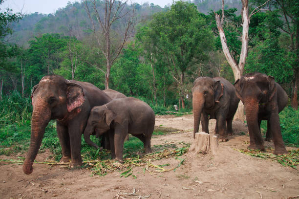 istock Asia elephants in Chiangmai,Thailand 670105558