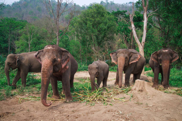 istock Asia elephants in Chiangmai,Thailand 670105656