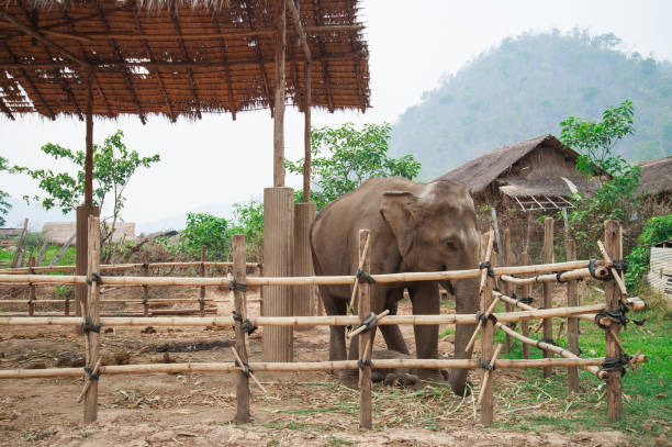 istock Asia elephants in Chiangmai,Thailand 670105706