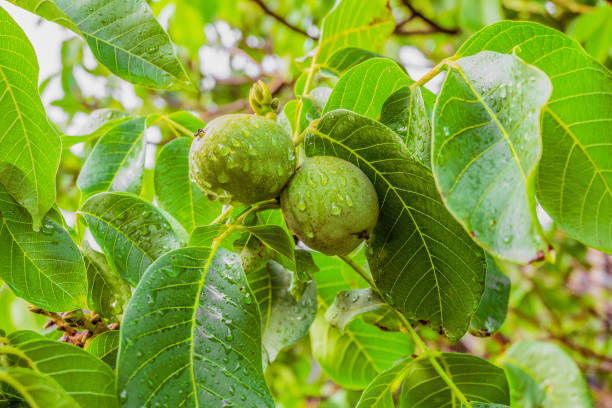 istock Green walnuts on a branch. Natural background after rain. 670109220