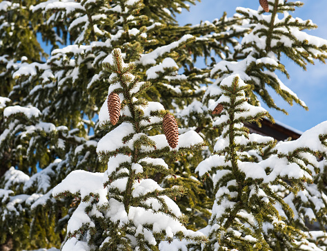 Snow covered alpine coniferous pine tree closeup with cones against blue sky background