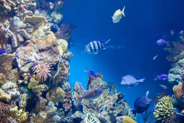 istock many Fish on the coral reef 670116544