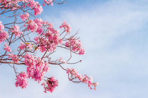 pink trumpet tree or Tabebuia rosea; fresh pink flowers and green leaves on branches of the pink trumpet tree under the blue sky on a sunny day