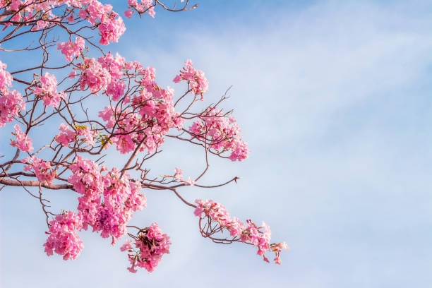 pink trumpet tree or Tabebuia rosea; fresh pink flowers and green leaves on branches of the pink trumpet tree under the blue sky on a sunny day stock photo