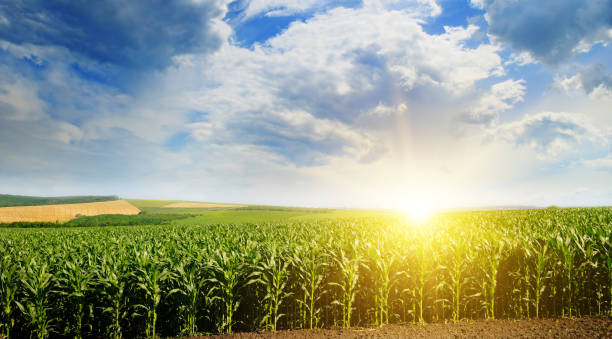 istock Green field with corn. Blue cloudy sky. Sunrise on the horizon. 670120132