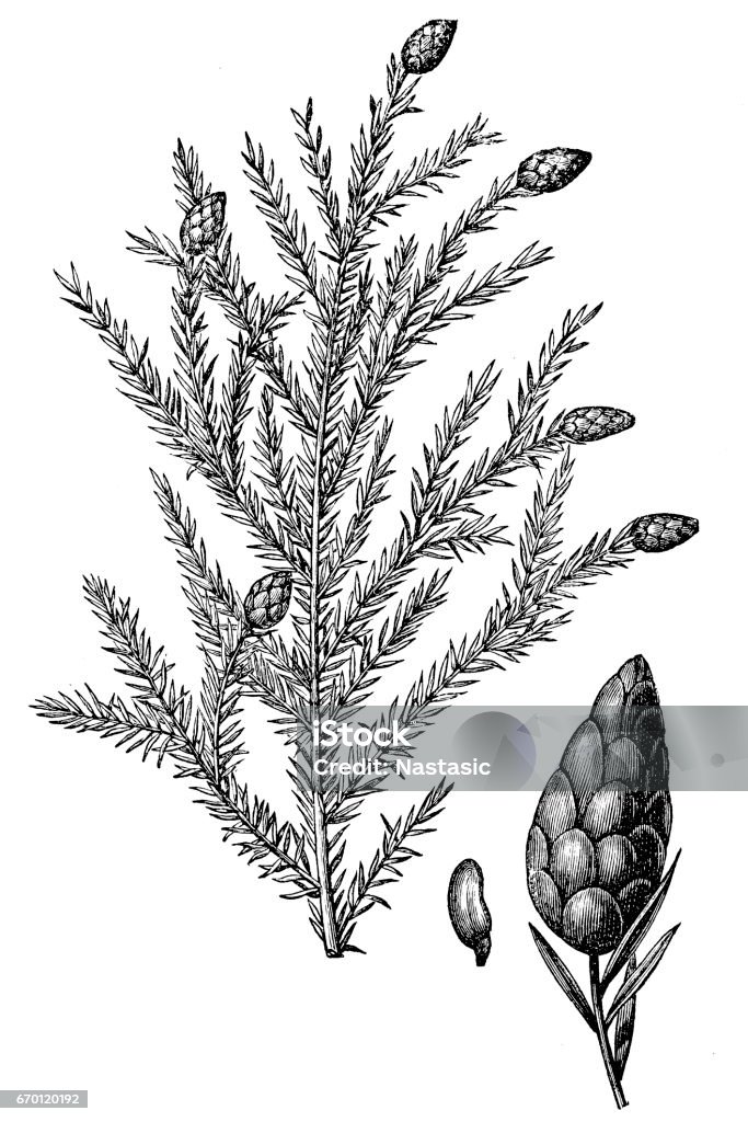 Tsuga canadensis, also known as eastern hemlock, eastern hemlock-spruce or Canadian hemlock Illustration of a Tsuga canadensis, also known as eastern hemlock, eastern hemlock-spruce or Canadian hemlock Engraved Image stock illustration