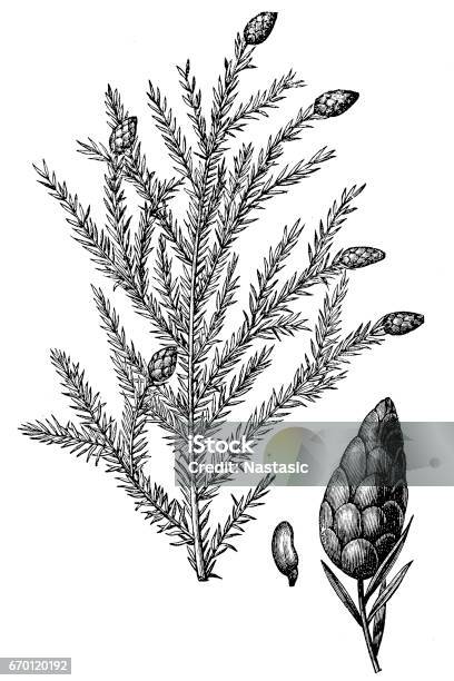 Tsuga Canadensis Also Known As Eastern Hemlock Eastern Hemlockspruce Or Canadian Hemlock Stock Illustration - Download Image Now