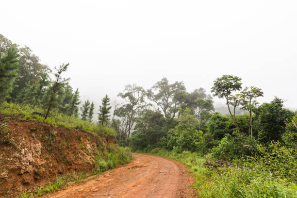 istock Gravel road in the forest 670123914