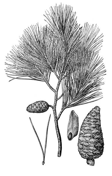 пинус халепэнсис (сосна алеппо) - pine cone stock illustrations