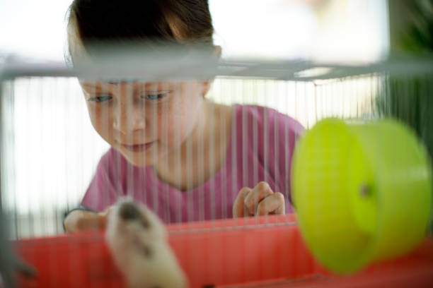 istock Beautiful girl looking into a cage at her small white hamster 670136548