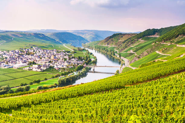 istock famous Moselle Sinuosity with vineyards 670136678