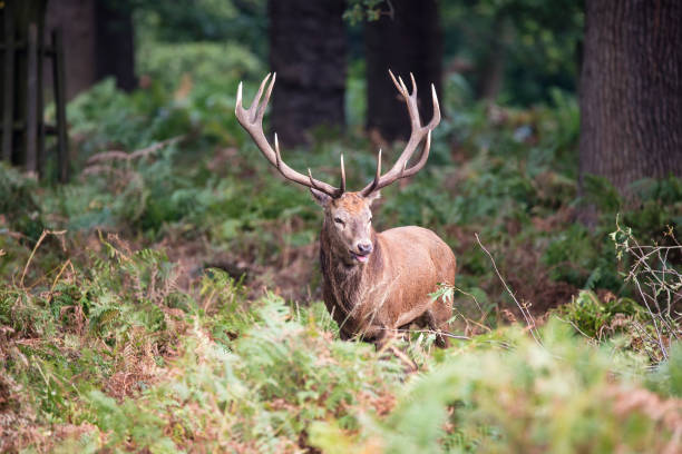 istock Majestic powerful red deer stag Cervus Elaphus in forest landscape 670136954