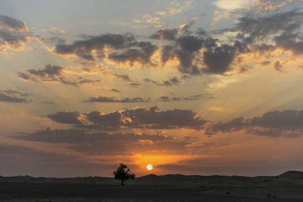 istock A lonely tree in the desert at dawn 670137046