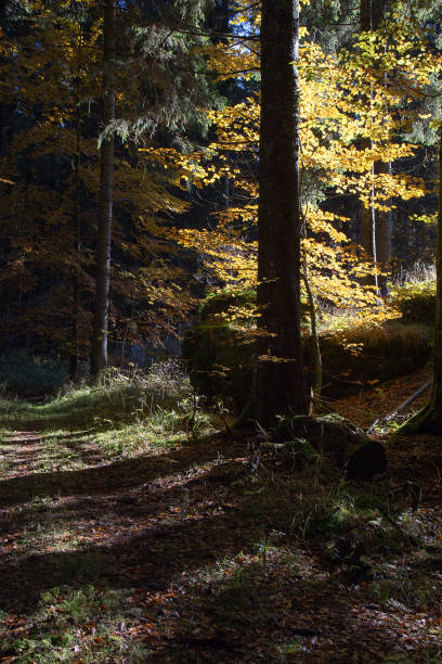 istock Tree Trunk Illuminated by Sunbeams in Pine Forest in Autumn 670137328