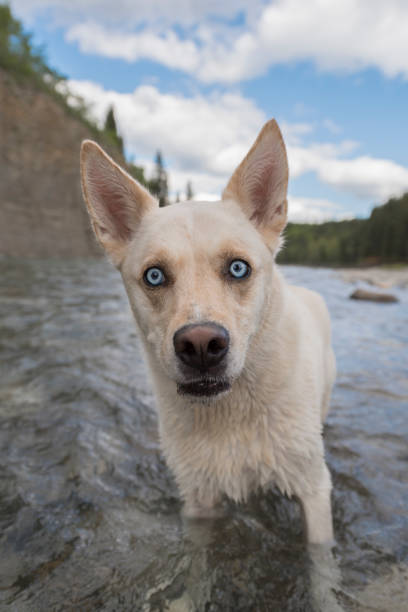 Adorable white husky mix looks at camera with striking blue eyes and goofy expresssion stock photo