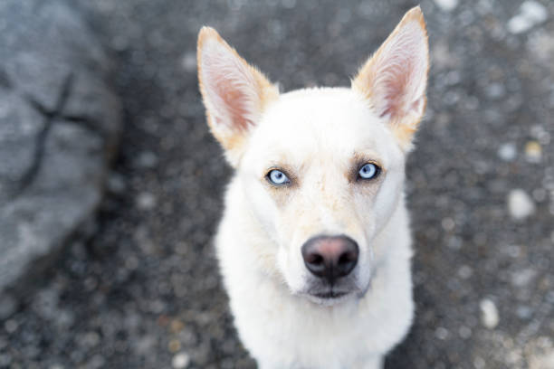 istock Stunning white dog looks into camera with piercing blue eyes 670137346