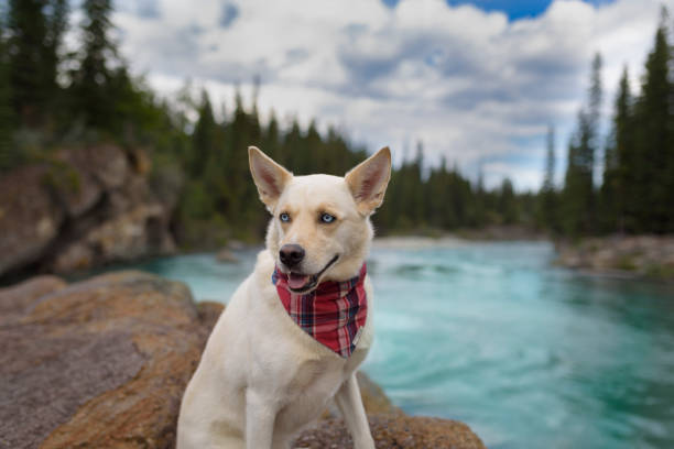 Goofy grin and big ears on happy rescue dog resting in the mountians stock photo