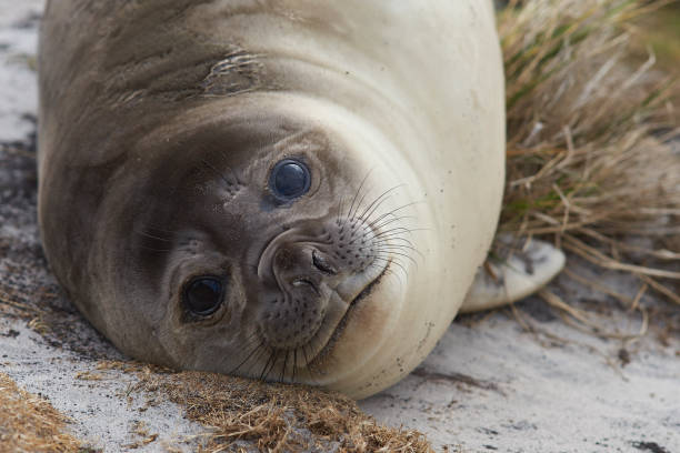 istock Young Elephant Seal in the tussock grass 670146322