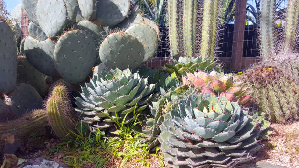 istock Various Cactus And Succulents In A Water Conservation Garden 670146542