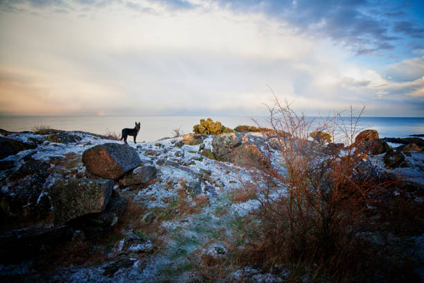 Mixed breed dog exploring the coastline on Bornholm.