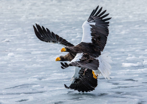 istock Two Steller's sea eagles are flying with prey in its claws. 670157596