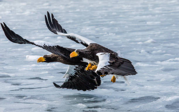 istock Two Steller's sea eagles are flying with prey in its claws. 670157604