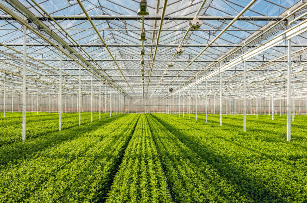 descripción simétrica de muchos pequeños esquejes de crisantemo en filas largas - greenhouse fotografías e imágenes de stock