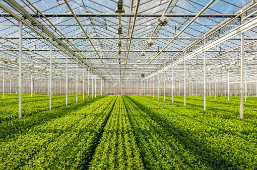 Symmetrical overview of long rows with lots of small chrysanthemum cuttings in the greenhouse of a specialized Dutch chrysanthemum cut flower nursery.